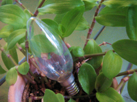 unikatissima Lightbulb Green House